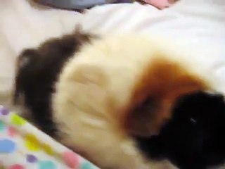 My guinea pig purring