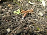 One-legged grasshopper laying egg