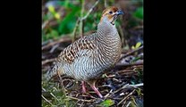 Gora Teetar (Grey Francolin)!