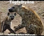 Hyäne Tüpfelhyäne Tiere Animals Natur SelMcKenzie Selzer-McKenzie
