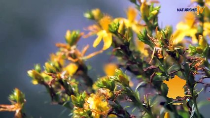 Camping Naturiste Bagheera en Corse