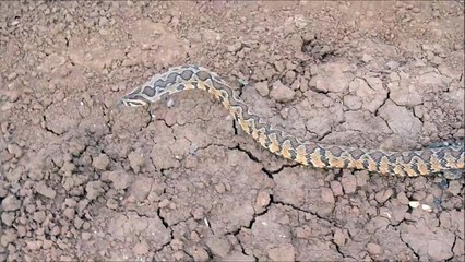 צפע מצוי, מיצג הרתעה - Vipera palaestinae, threating