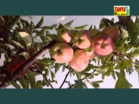 Chal Panwani Chal | Himachali Song | Jai Prakash Sharma | Himachali Hits | Tanya Music & Boutique