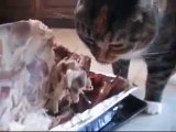 Kitty nibbles on Turkey Carcass!