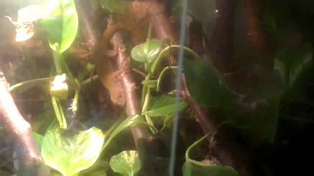 Gekko badenii golden gecko eats a cricket