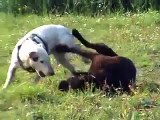 Bull Terrier vs Labrador