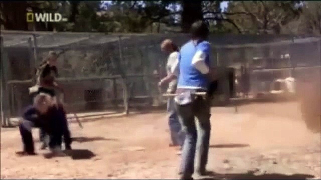 Wild bear ate his owner alive