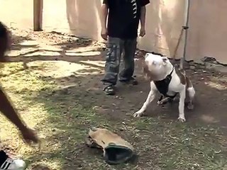 THE BOYZ (AMERICAN BULLDOGS)