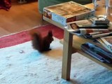 Wild squirrel steals some nuts - Eichhörnchen klaut Nüsse