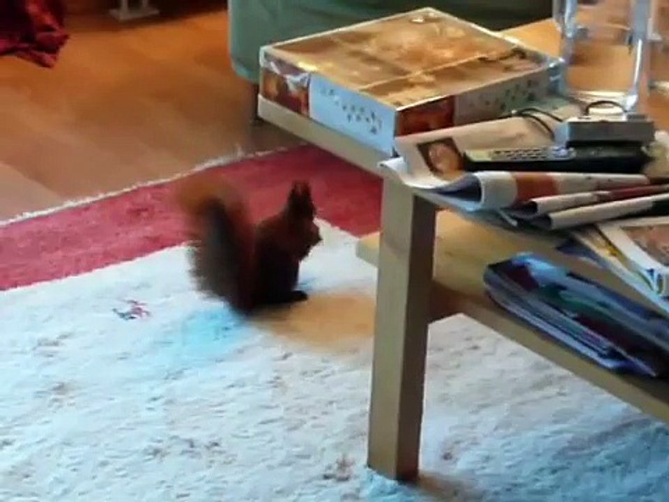 Wild squirrel steals some nuts - Eichhörnchen klaut Nüsse