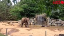 Canicule : les éléphants prennent leur douche