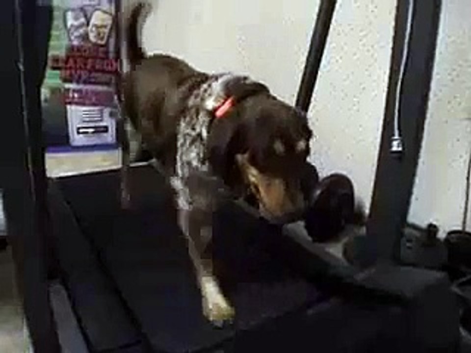Kasey The Treadmill Dog