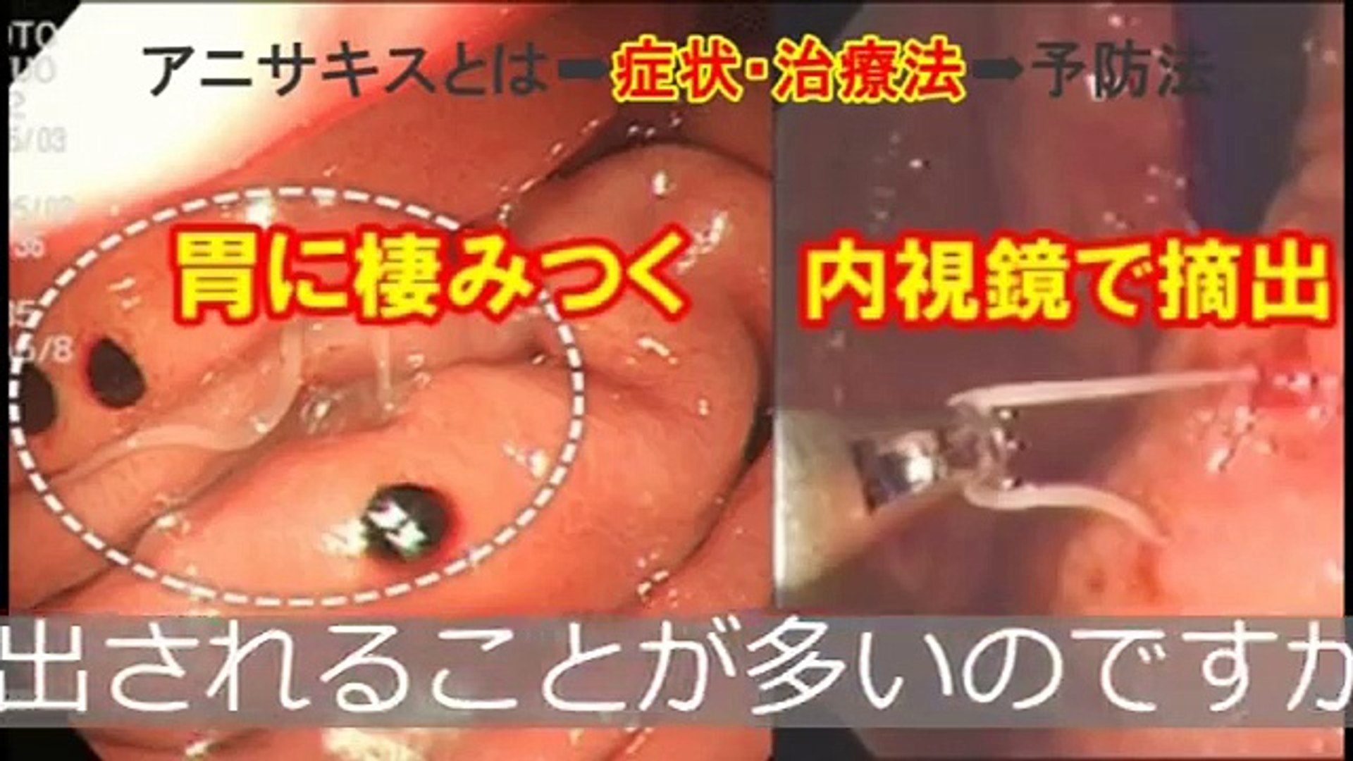 馬バエ ウマバエ 猫