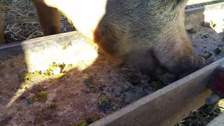 Pigs devour Carbon Cycle Crush Expeller-Pressed Canola Cubes