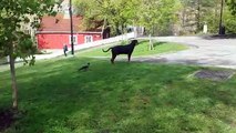 Crow bites dog tail and messes with him!