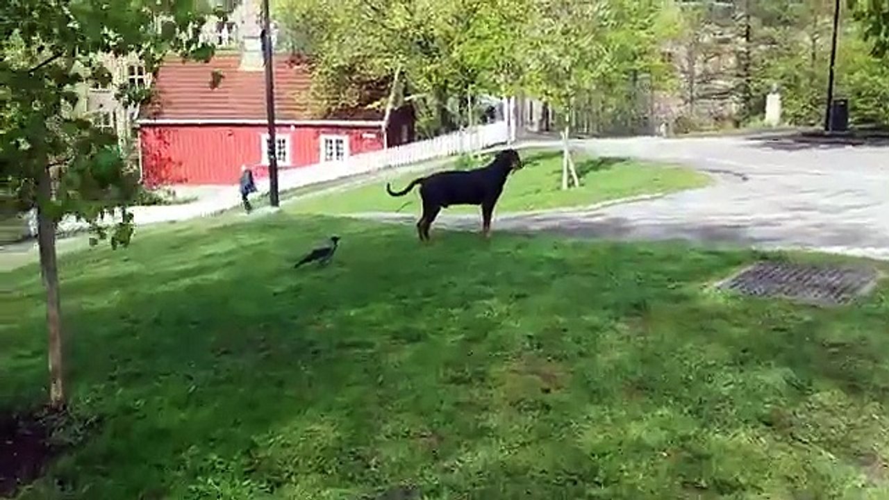 Crow bites dog tail and messes with him!