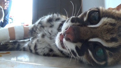 VIDEO: Leopard Cat Rescued / Sauvetage d'un Chat Leopard / Penyelamatan Kucing hutan