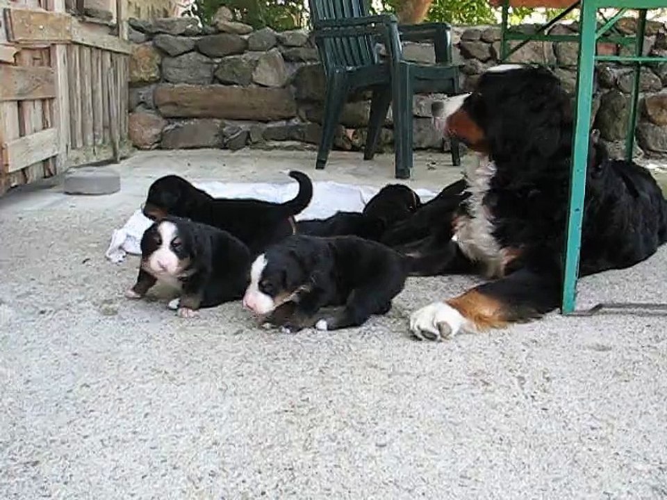 BB Harwen x Shiraz 3 semaines