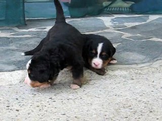 BB Harwen x Shiraz 3 semaines - 2