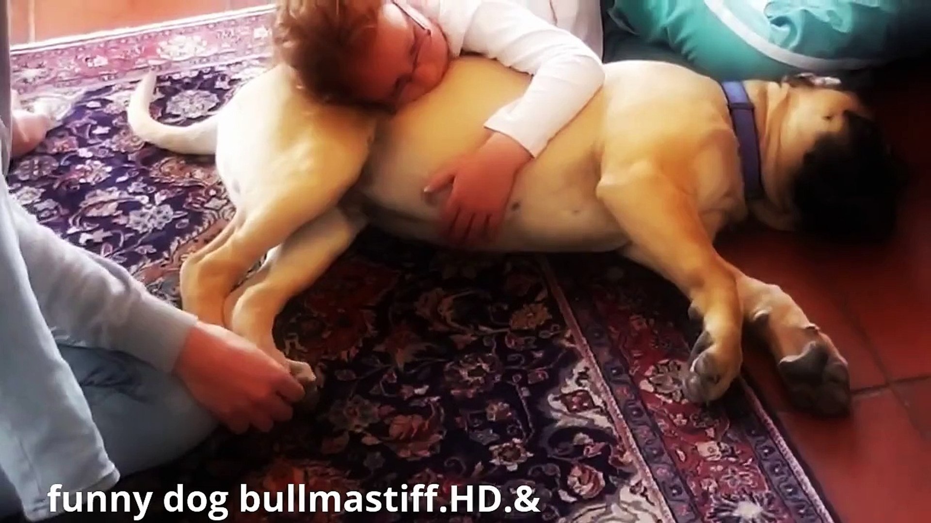 funny dog bullmastiff.HD.&