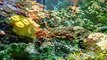 29 Gallon Oceanic BioCube Reef Aquarium