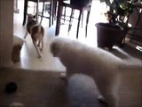 Cute Puppies Playing Rough - Puppies Play Fighting - Funny Dog Video