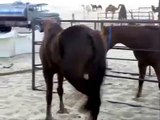 حصان يضرب بعير لغيرته على فرسه