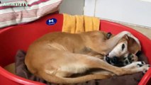 Funny  Lazy Dogs Won't Wake Up and Get out of Bed Compilation [NEW HD VIDEO]