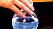 Blue Bottle Equilibrium |  school science projects, | physics science experiments,