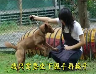 流浪狗 ~ Stray Dogs