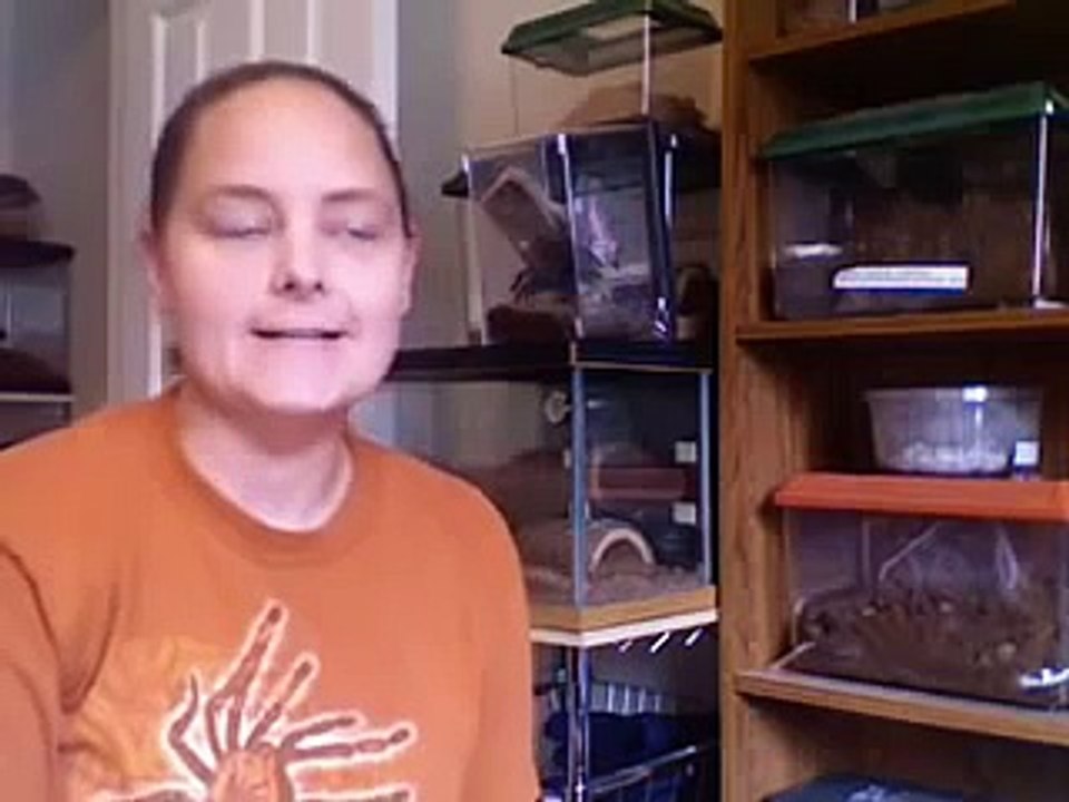 Tarantulas for first time buyers