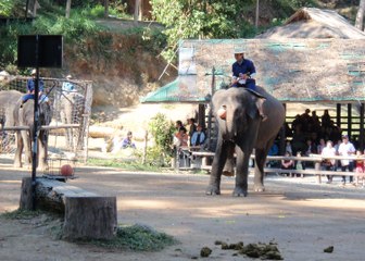 Remarkable Elephants Reveal Their Love of Basketball