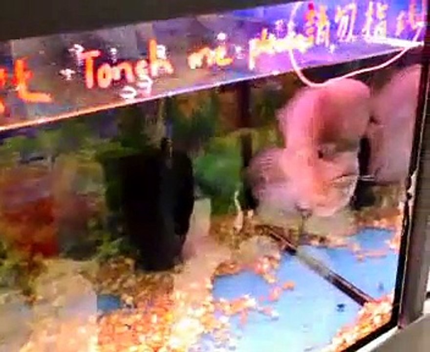 花羅漢