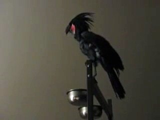 Black Palm Cockatoo and her beautiful call