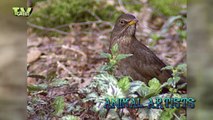 Garden Birds: Blackbird, Robin,Great tit, Finch - Merel, Roodborst, Koolmees, Vink