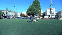 Amazing Pit Bull terriers disc & frisbee