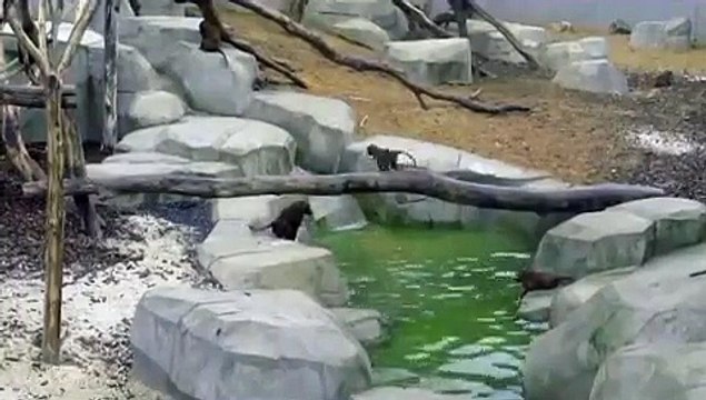 Guinea baboons in their new enclosure at Paris Zoo in 'bois de Vincennes'