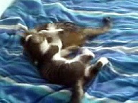 Our Kittens @ 12 Weeks Old