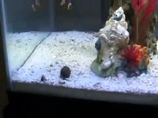 10 gallon saltwater tank