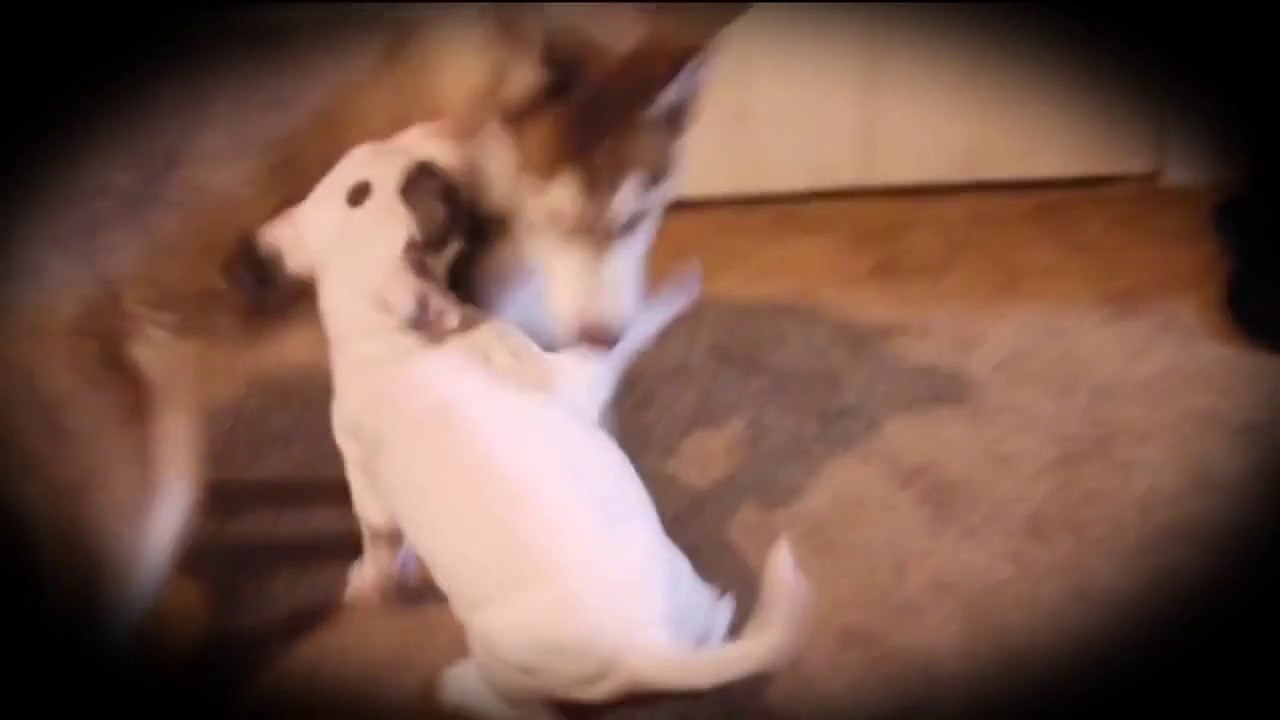 Histoire d'amour entre un husky et un pitbull