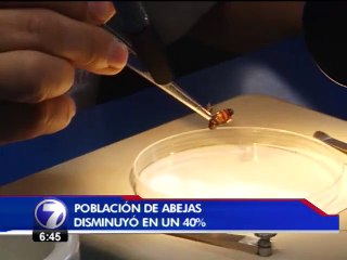 La población de abejas, vitales para el ecosistema, ha disminuido un 40%