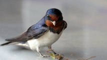 4K ツバメ 羽の色が綺麗 Beautiful Bird Feathers - Barn Swallow