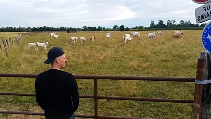 L' Alsachien les vaches et le Professeur Djack d' Alsace Brumath