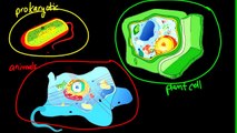 What are Cell Types - The Cell 4B - Biology at West |  biology online, | biology for kids,
