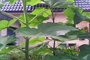 Paulownia tomentosa-big sheets-two years old trees-fast growing-Germany 2012