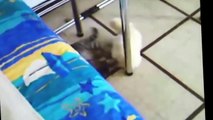 Funny Videos Funny Cats Funny Pranks Funny Animals Videos Funny Vine 2015