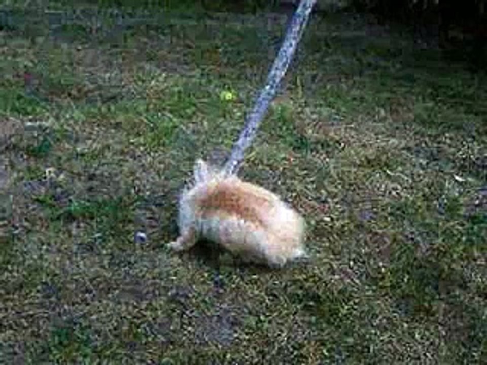 Branko Kockica - Zeko zekane