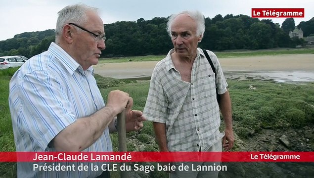 Plestin-les-Grèves (22). Des bouées jaunes pour prévenir du danger des algues vertes