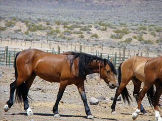 Long As I Can See The Light...Creedence Clear Water