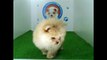 venta de perros cachorros de raza Pomerania miniatura Hembra